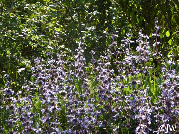 Salvia sonomensis  Sonoma sage