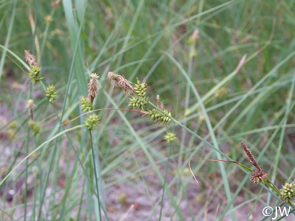 Carex serratodens  two tooth sedge