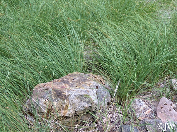 Carex serratodens  two tooth sedge