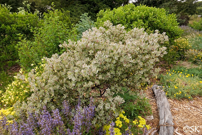 Arctostaphylos silvicola 'Ghostly' Bonny Doon manzanita