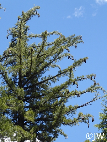 Pinus lambertiana  sugar pine