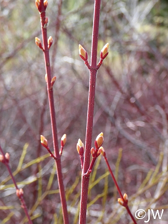 Acer glabrum  Sierra maple