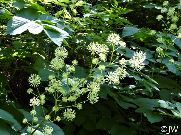 Aralia californica  elk clover, spikenard