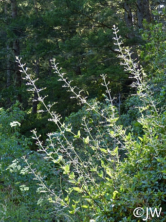 Scrophularia californica  beeplant or figwort