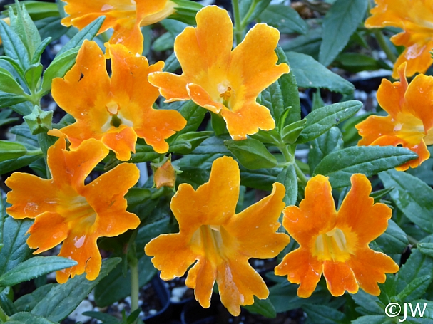 Diplacus (Mimulus)  'Jelly Bean Orange' monkeyflower