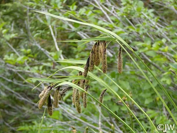 Carex mertensii  Mertens' sedge