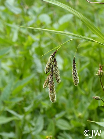 Carex mertensii  Mertens' sedge