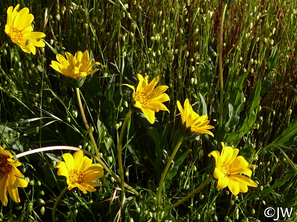 Wyethia angustifolia  narrow leaved mule ears