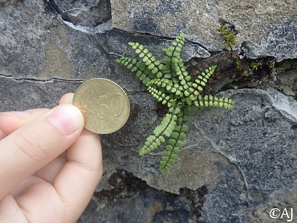 Asplenium trichomanes  maidenhair spleenwort