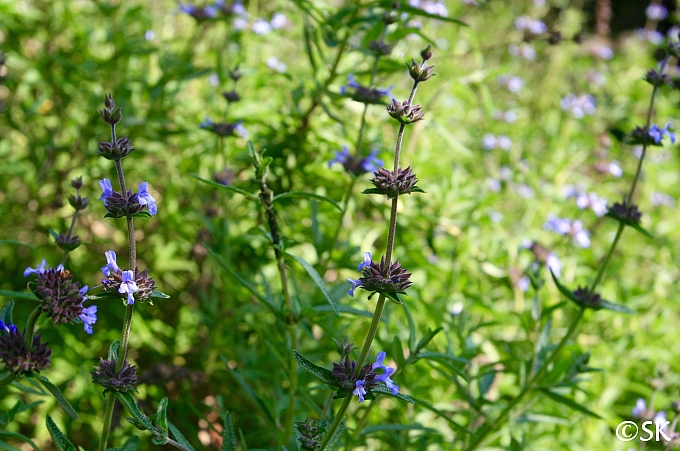 Salvia brandegeei 'Pacific Blue' Brandegee sage