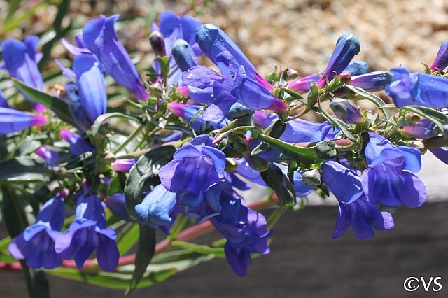 Penstemon heterophyllus 'Blue Springs' foothill penstemon