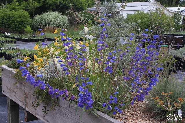 Penstemon heterophyllus 'Blue Springs' foothill penstemon