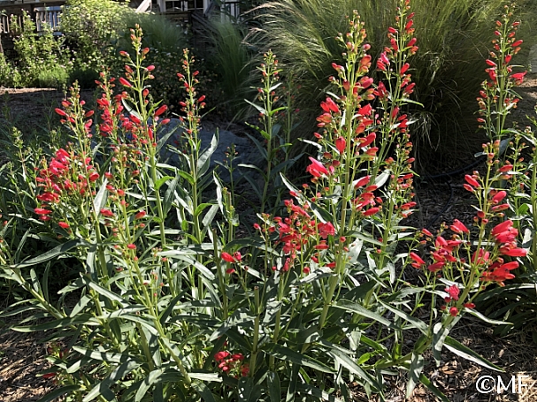 Penstemon barbatus 'Riding Hood Red' southwest penstemon