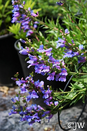 Penstemon  'Catherine de la Mare' penstemon