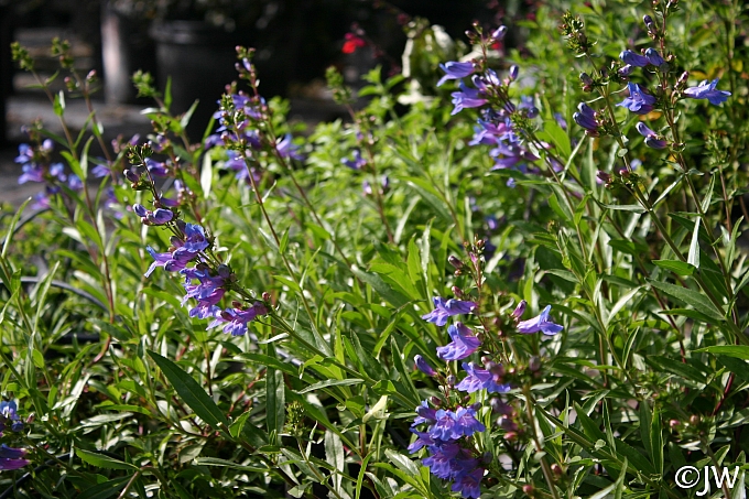 Penstemon  'Catherine de la Mare' penstemon