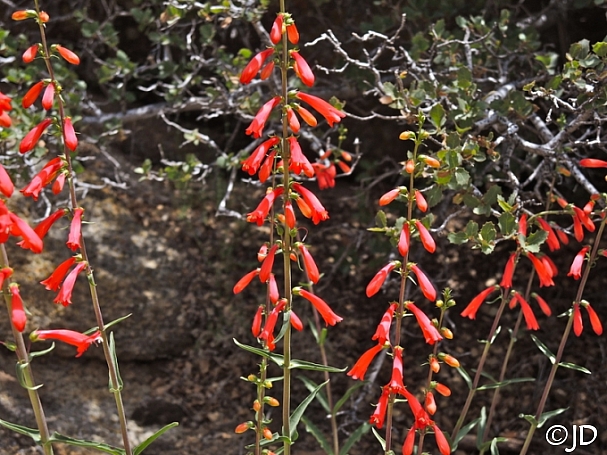 Penstemon centranthifolius  scarlet buglar