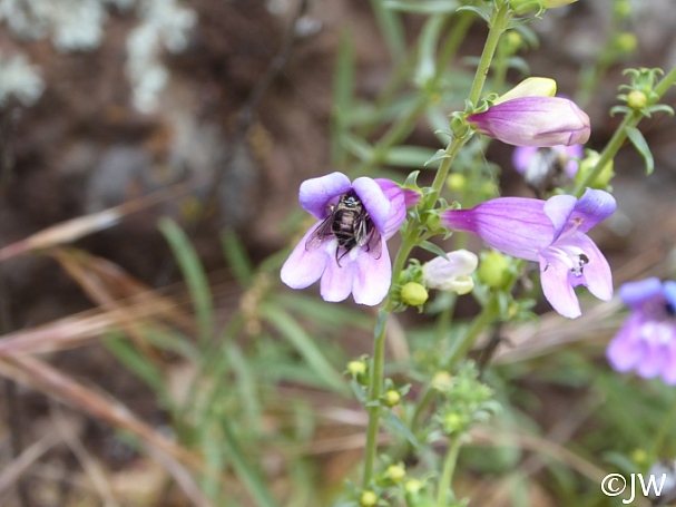 Penstemon heterophyllus  foothill penstemon
