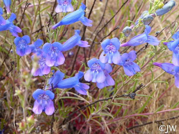 Penstemon heterophyllus  foothill penstemon