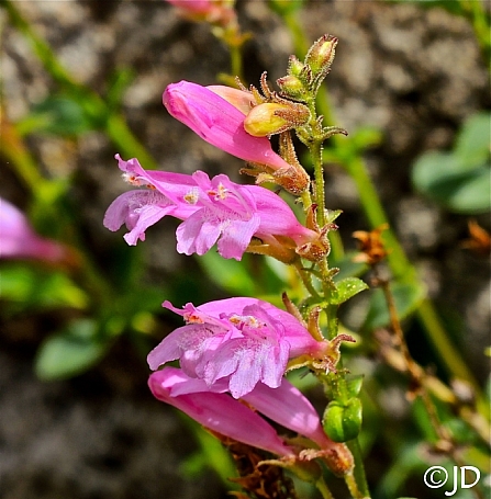 Penstemon newberryi  mountain pride