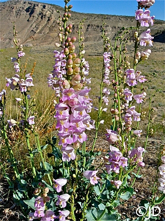 Penstemon palmeri  scented penstemon