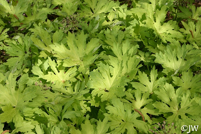 Petasites palmatus 'Golden Palms' golden western coltsfoot