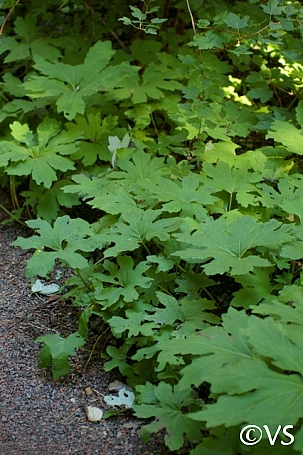 Petasites frigidus var. palmatus  western coltsfoot