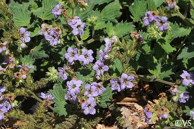 Phacelia bolanderi  woodland phacelia