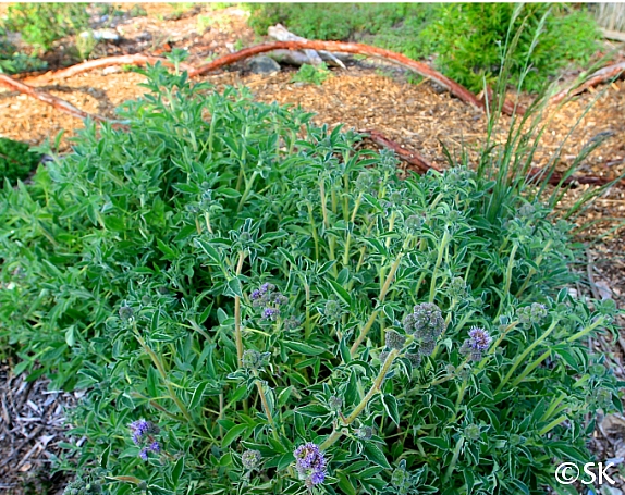 Phacelia californica  California phacelia