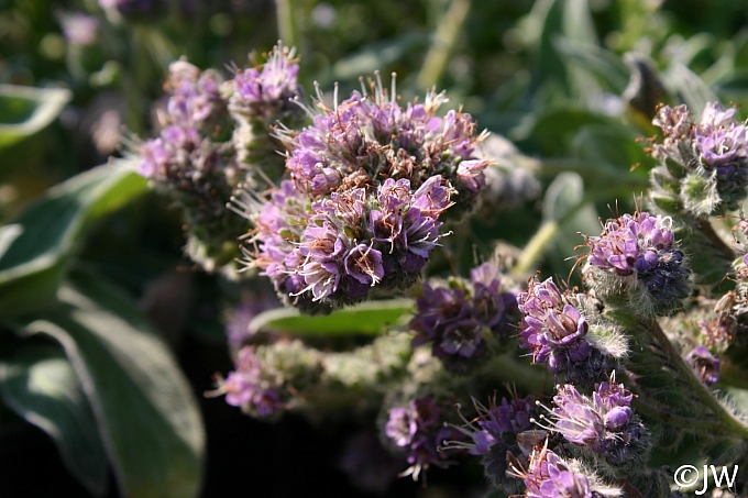 Phacelia californica  California phacelia