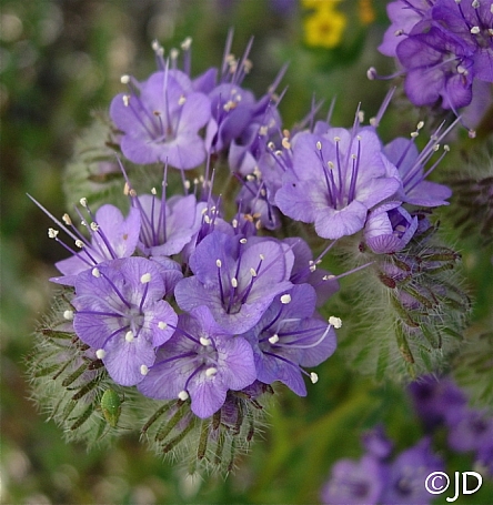 Phacelia tanacetifolia  tansy leaf phacelia