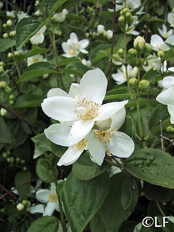 Philadelphus lewisii 'Covelo' western mock orange