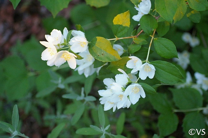 Philadelphus lewisii 'Marjorie Schmidt' western mock orange
