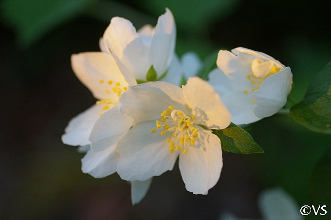 Philadelphus lewisii 'Marjorie Schmidt' western mock orange