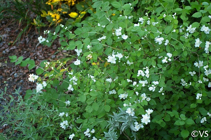 Philadelphus lewisii 'Marjorie Schmidt' western mock orange