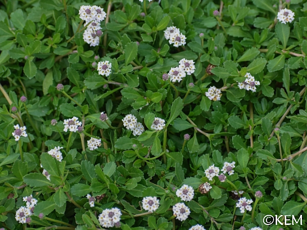 Phyla nodiflora  lippia / turkey tangle frog fruit