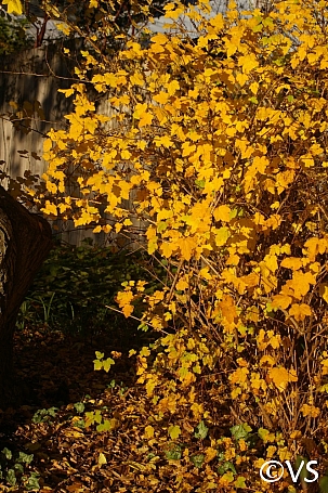 Physocarpus capitatus  western ninebark