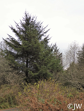 Picea sitchensis  Sitka spruce