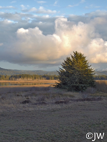 Picea sitchensis  Sitka spruce