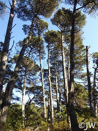 Pinus muricata  Bishop pine
