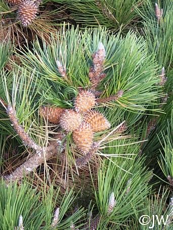 Pinus muricata  Bishop pine
