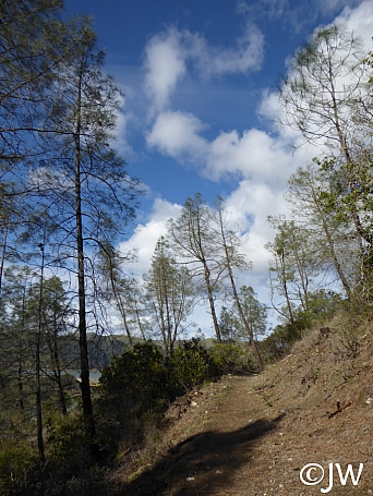 Pinus sabiniana  gray pine