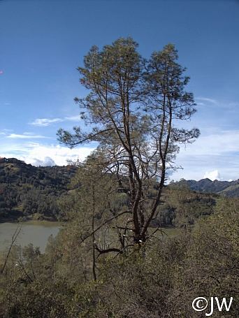 Pinus sabiniana  gray pine