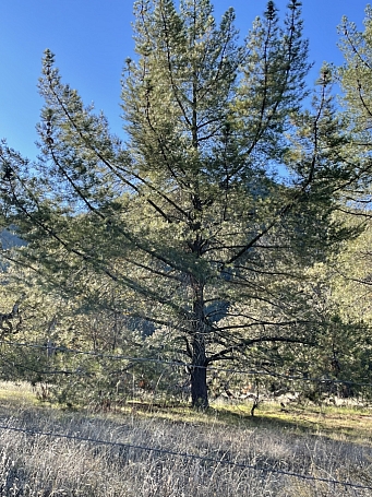 Pinus attenuata  knobcone pine