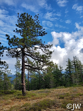 Pinus jeffreyi  Jeffrey pine