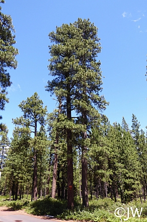 Pinus ponderosa  ponderosa pine