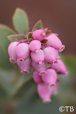 Arctostaphylos auriculata  Mount Diablo manzanita