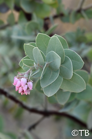 Arctostaphylos auriculata  Mount Diablo manzanita
