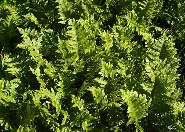 Polypodium californicum 'Sarah Lyman' California polypody
