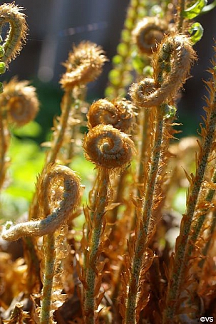 Polystichum munitum  western sword fern