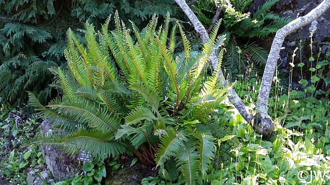 Polystichum munitum  western sword fern